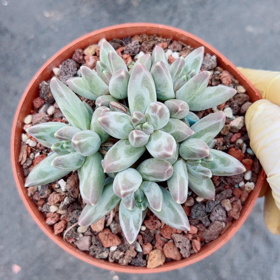 凤羽的多肉植物多肉植物