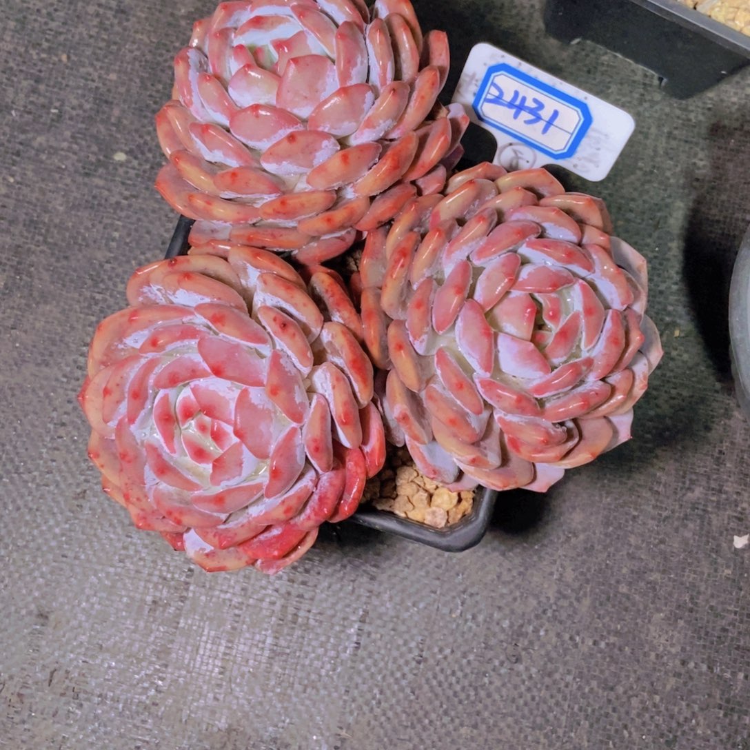 C***y2431三头橙子一颗