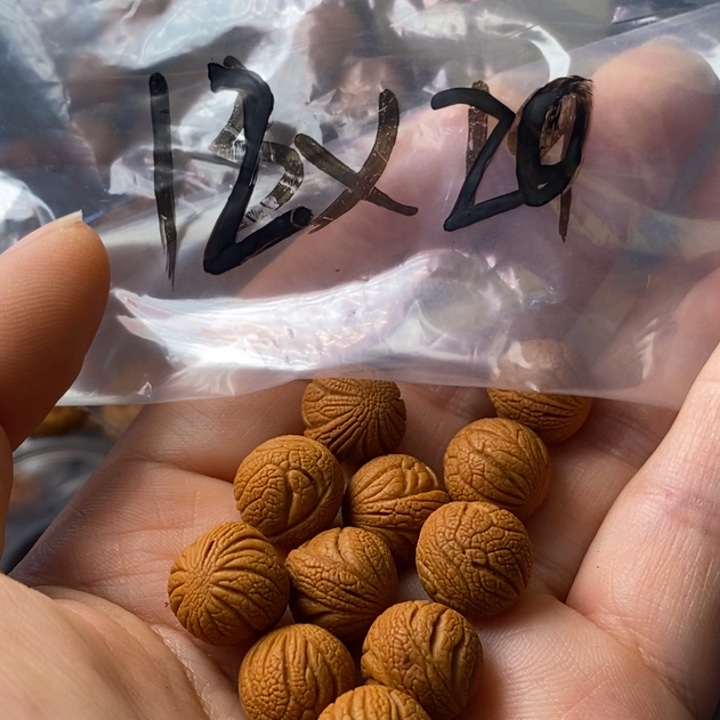 文玩核桃手串秦岭野生龙纹桃核12