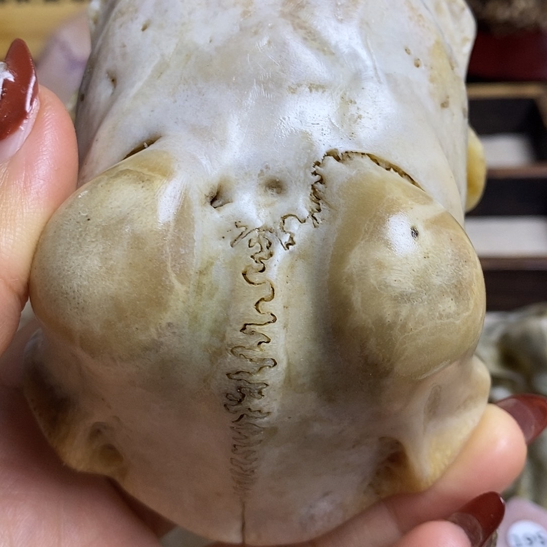 盃***镸手串/手链鹿骨养殖鹿鹿角手把件