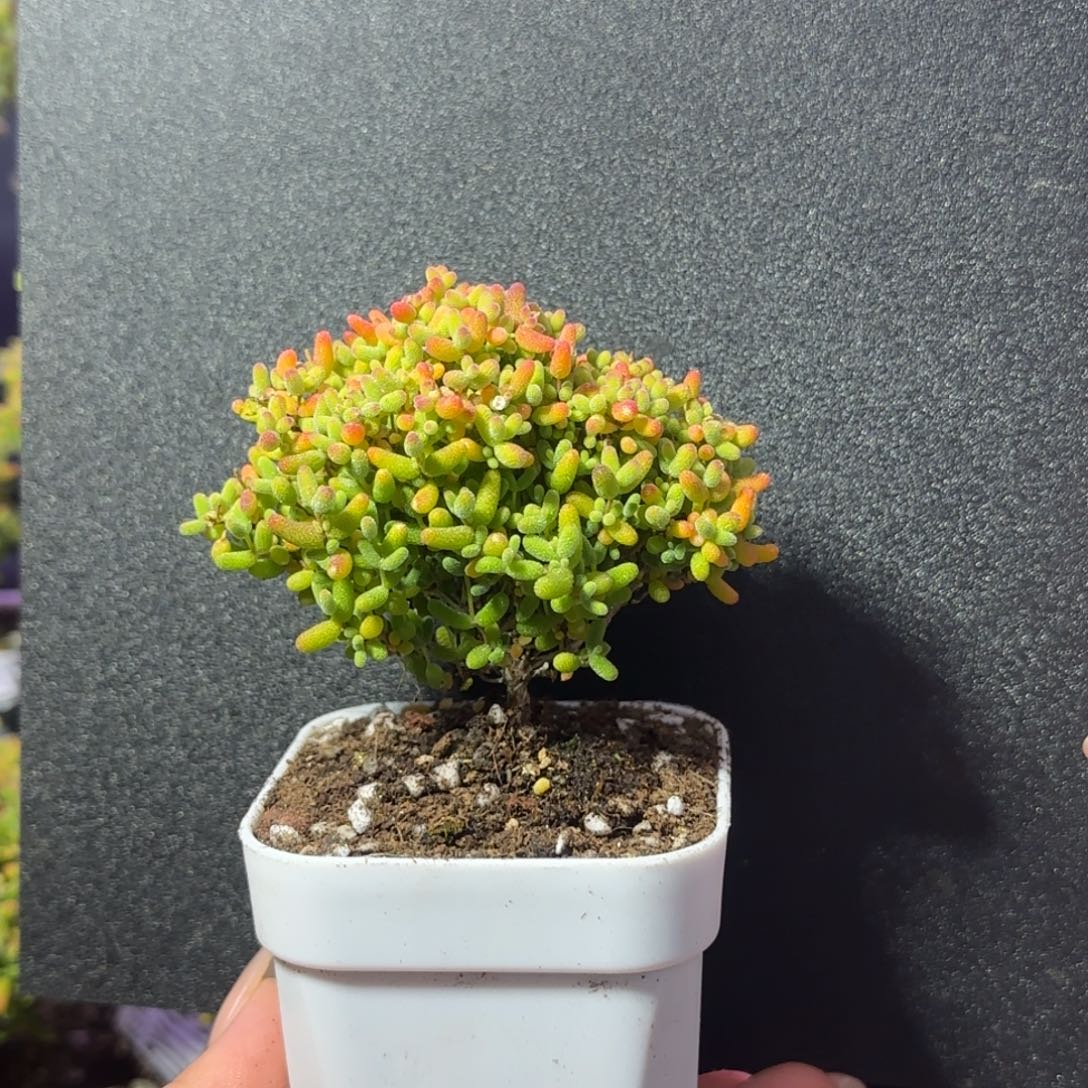 dy1178精控蜜橘直杆冠幅7cm