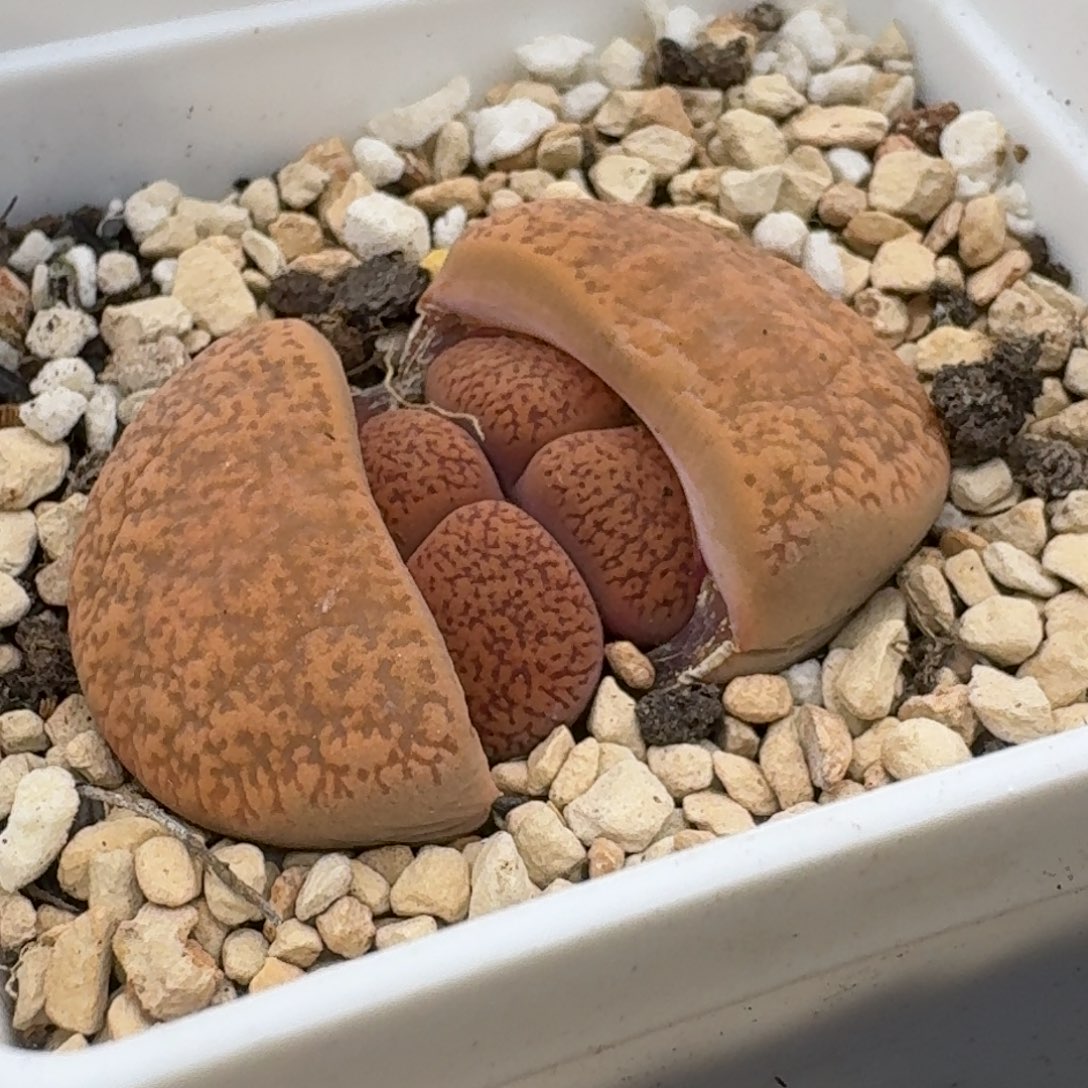 纸杯蛋糕哈哈哈哈哈哈哈哈