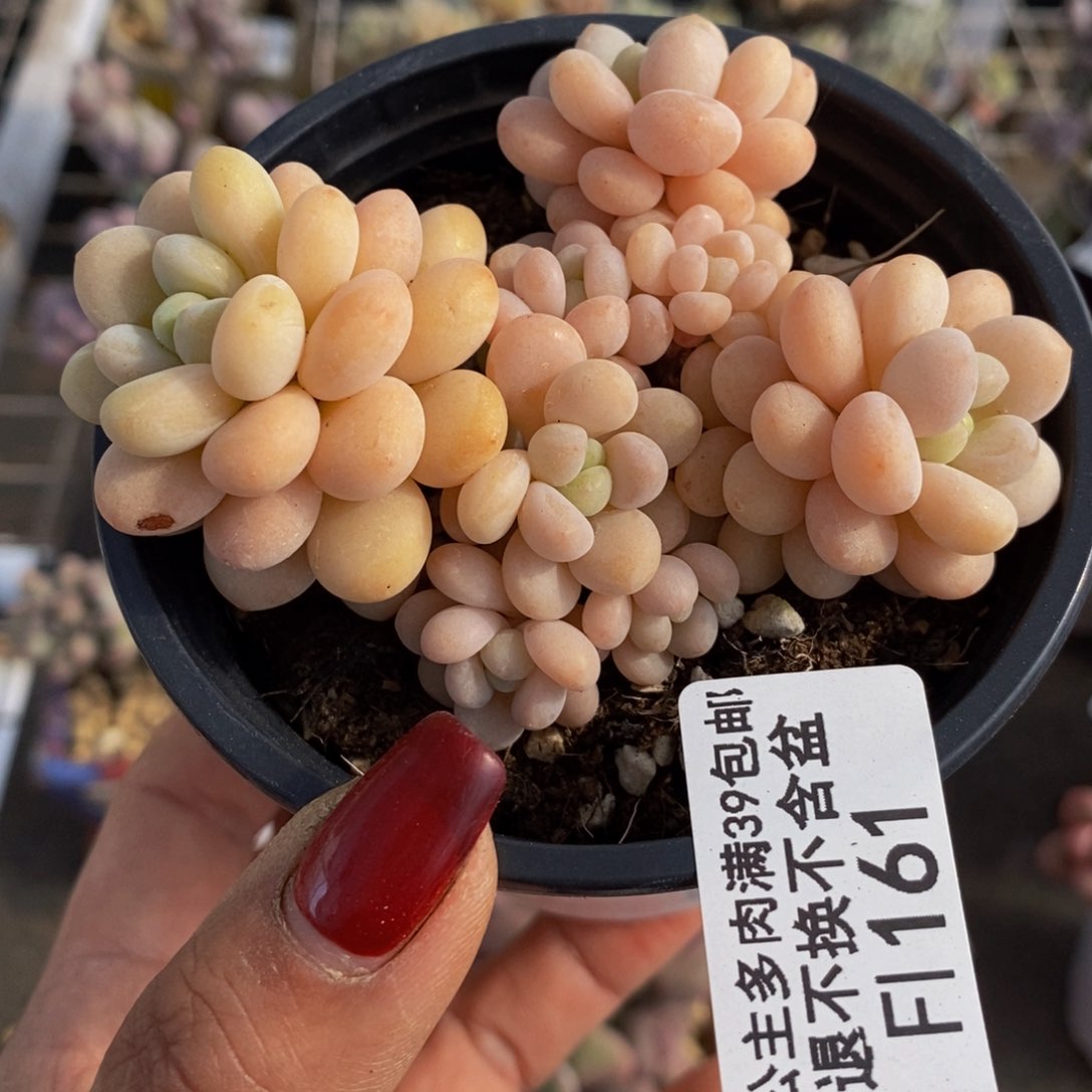 洛可可161/7cm多肉