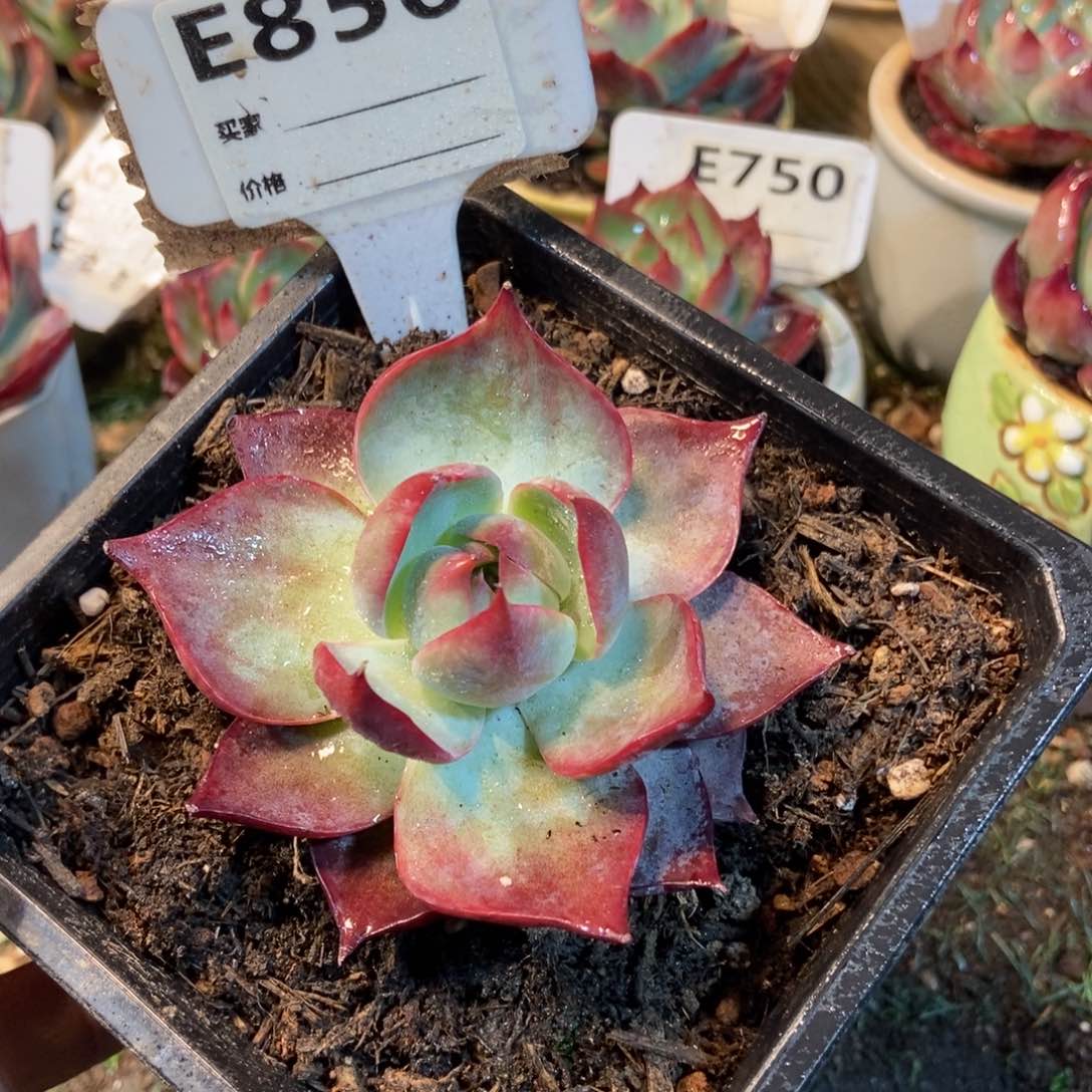 惊鸿一瞥856号多肉