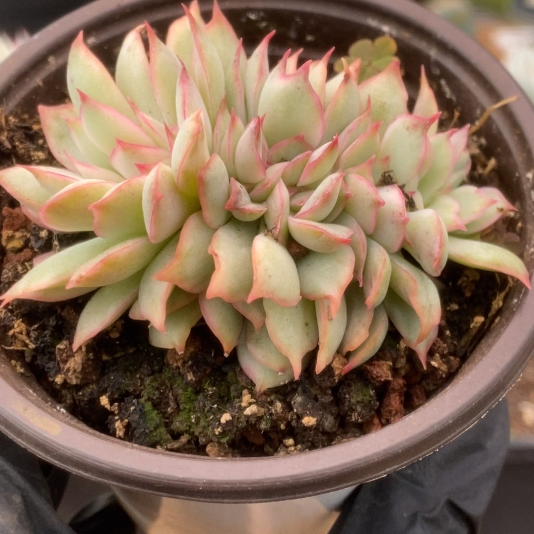 258月光女神锦锦锦锦锦