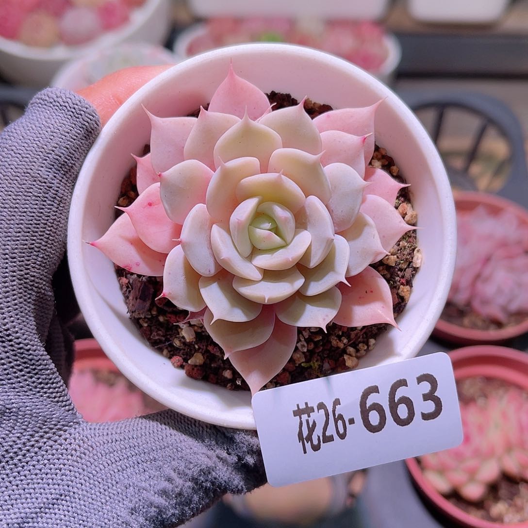 花26-663蓝巴黎单头