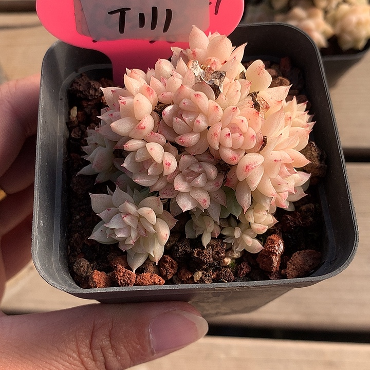 开播福利麦杆群生T111