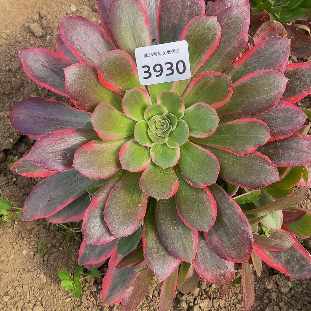 3930女妖多肉植物