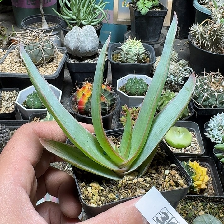 396银芳锦芦荟脱土发货