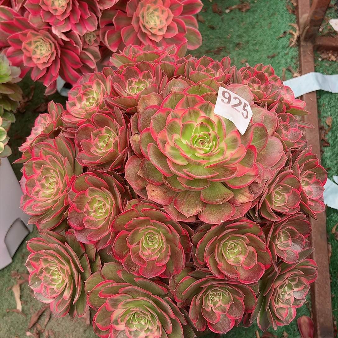 925粉花妖法师多肉植物