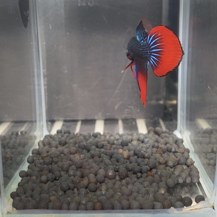 斗鱼泰国斗鱼549号