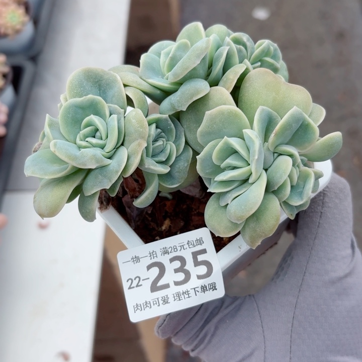 可爱玫瑰缀化多肉无盆土发货