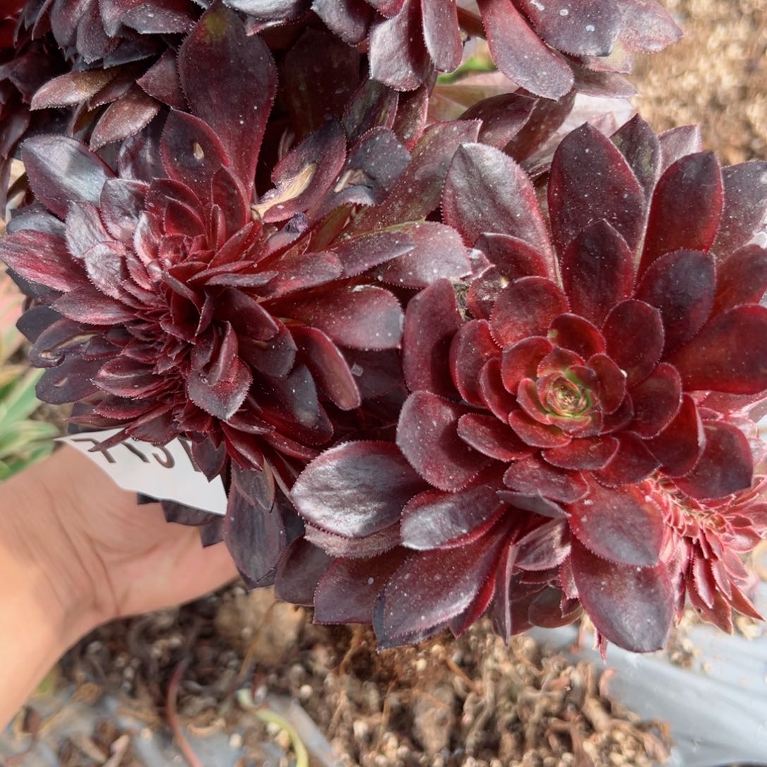 我7131 号多肉法师新年特价