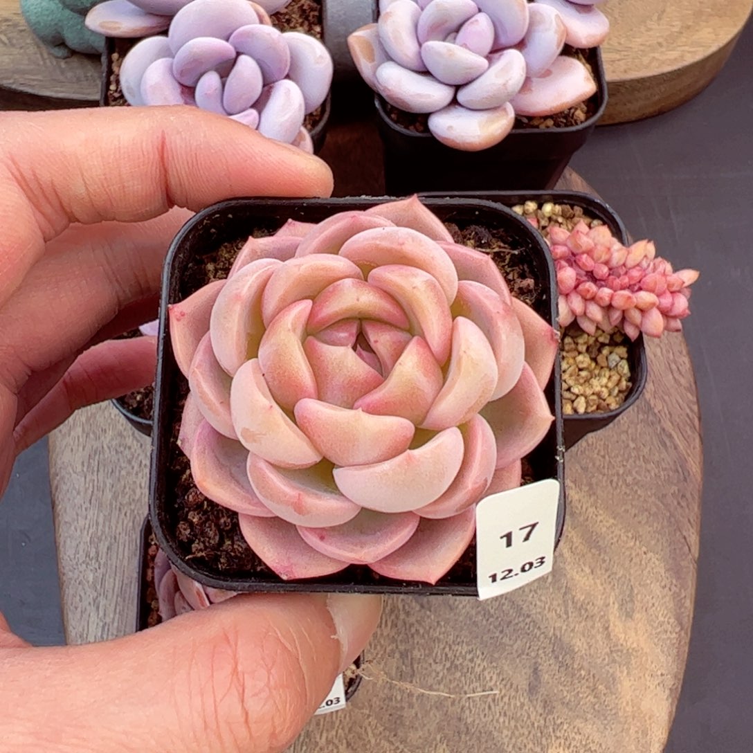 虎***战好好看17、哈哈哈哈哈