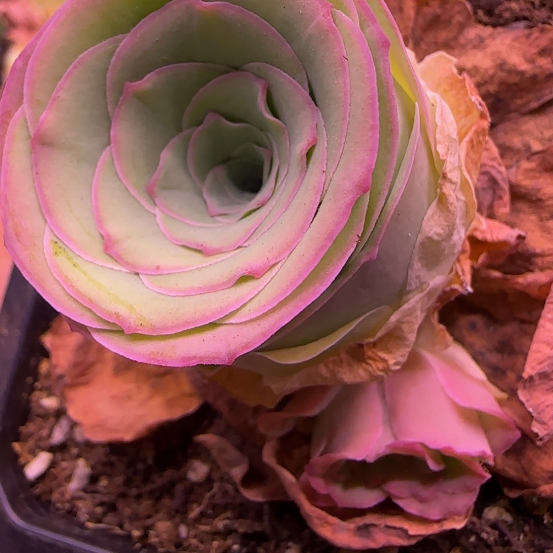 福利1113235353535353