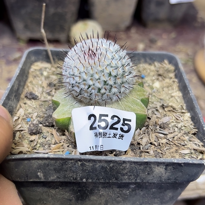 2525号草球嫁接直刺佩蕾