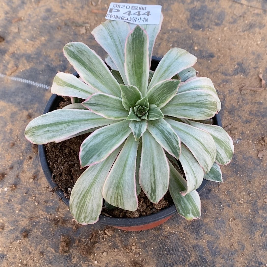 444白帝城清影多肉