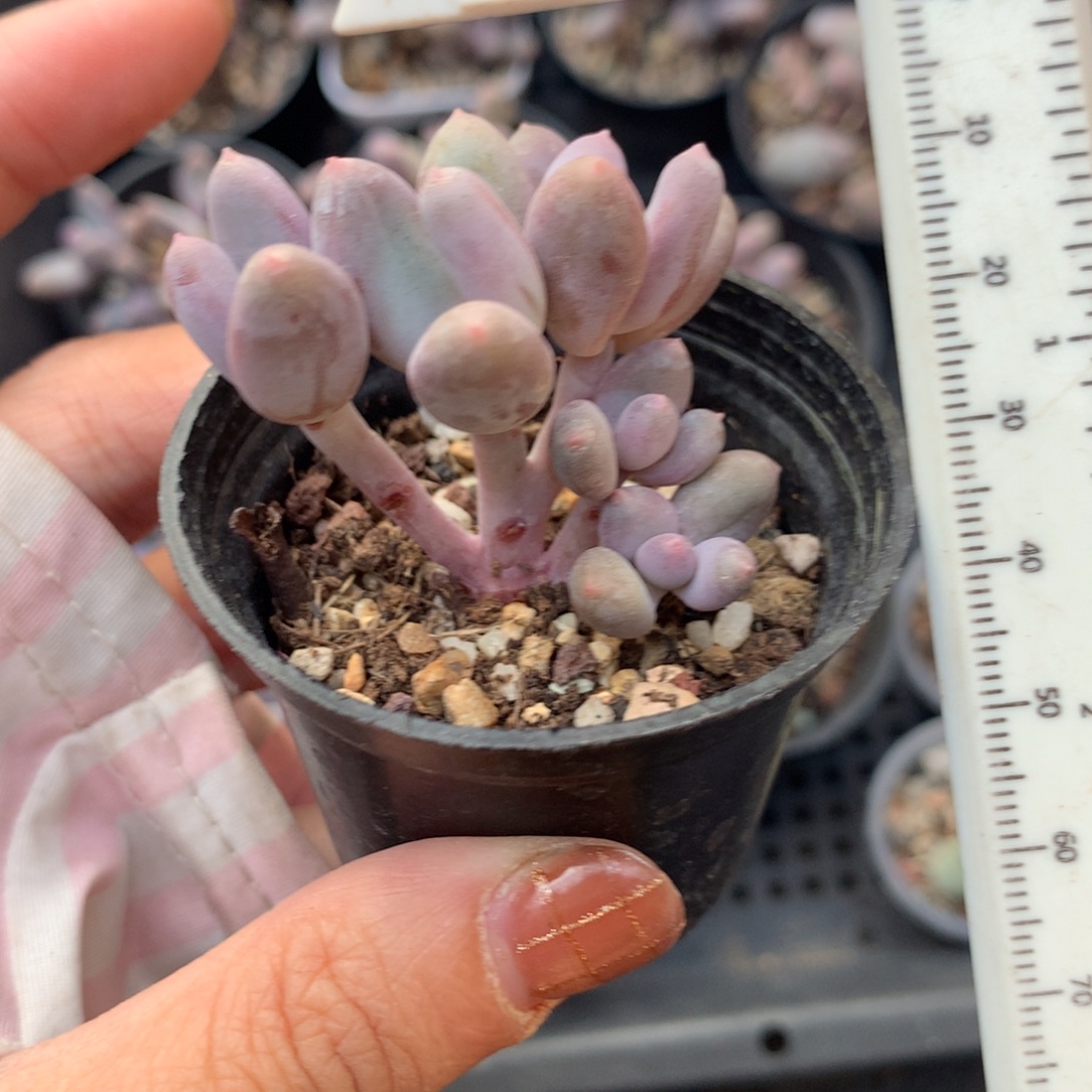 彩虹小板子哈哈哈哈