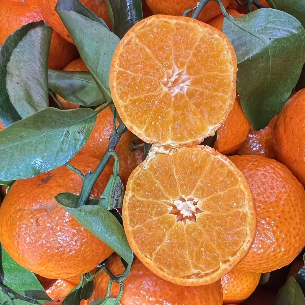 【配送到家】广西沙糖桔一斤大果