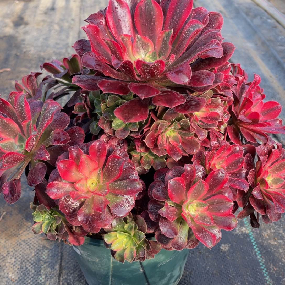 976美杜莎精品法师老桩