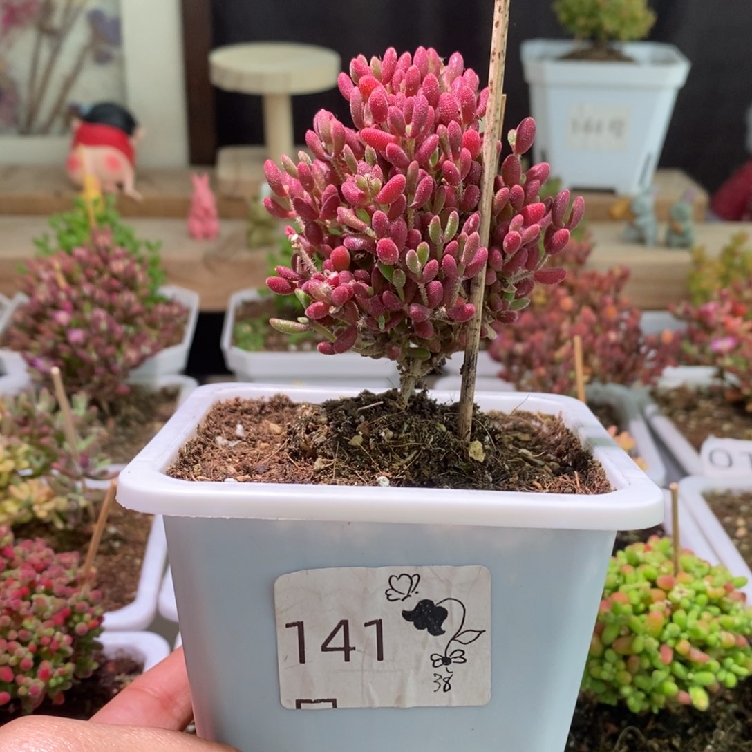 红宝石带盆土发货一物一拍