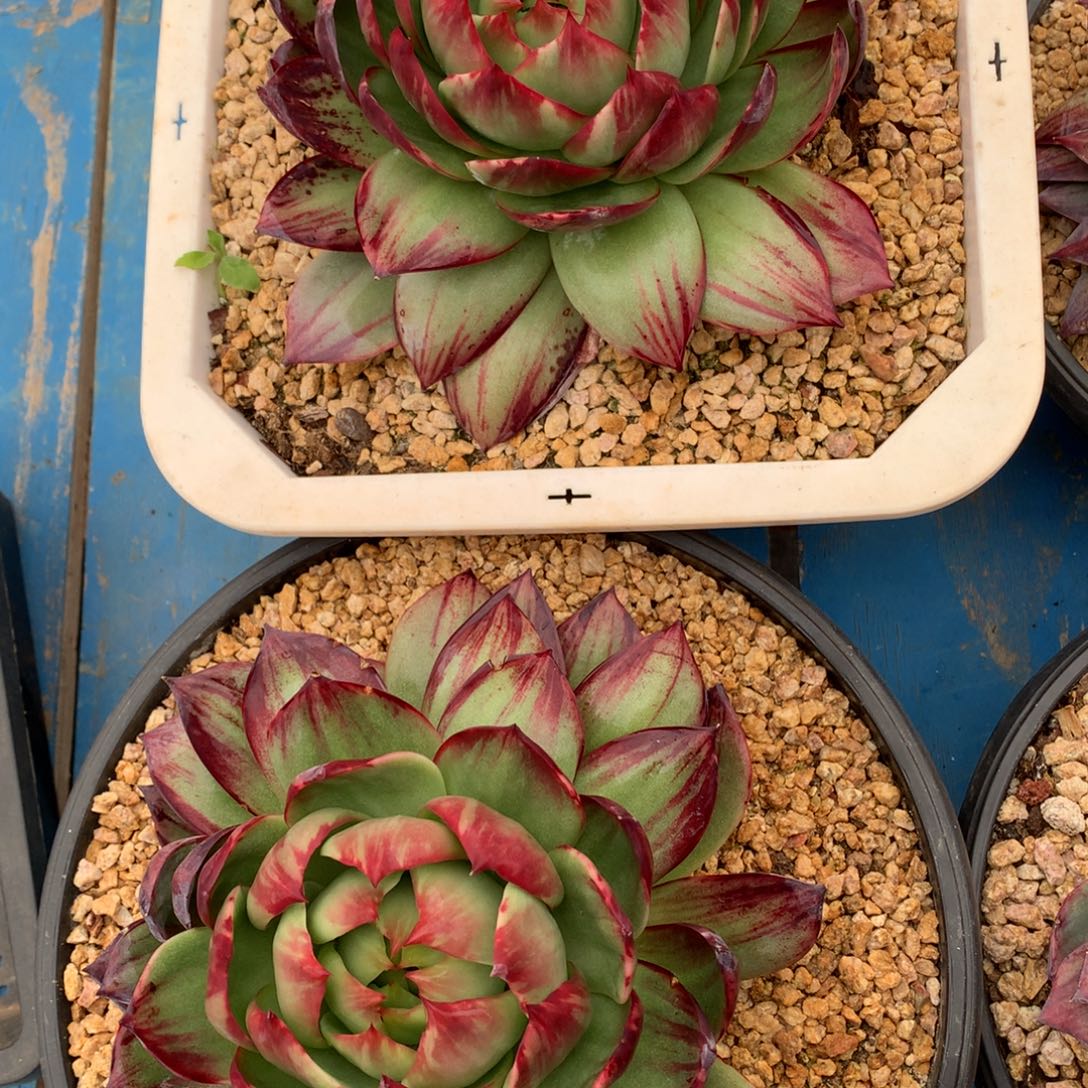 惊鸿仙子了？姐妹们快来