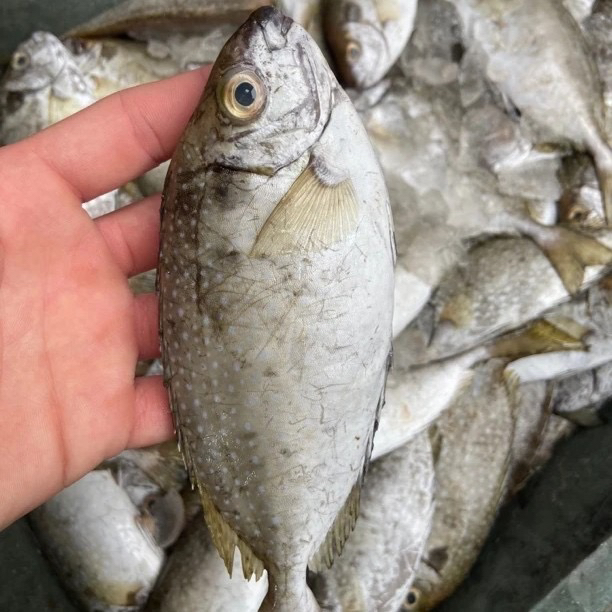 海捕新鲜泥猛鱼 洗杀后真空包装 广东阳江海陵岛