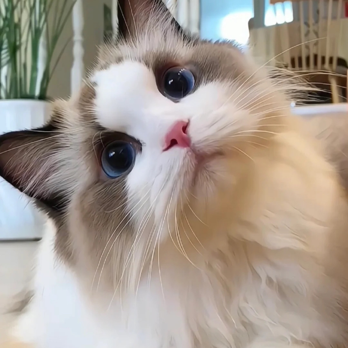 布偶猫猫，一图一物，下单联系宠物客服