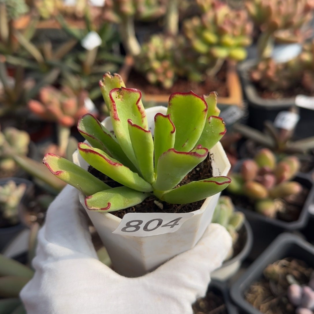 804号 竹马 有叶伤一物一拍一物一拍