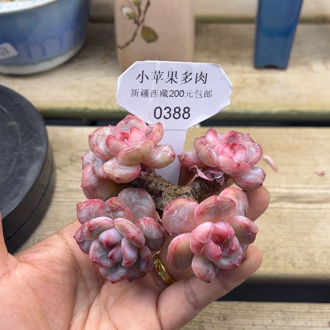 绿底紫心388/10cm5头