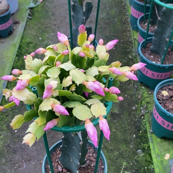 亂***渡完全开放海浪锦蟹爪兰