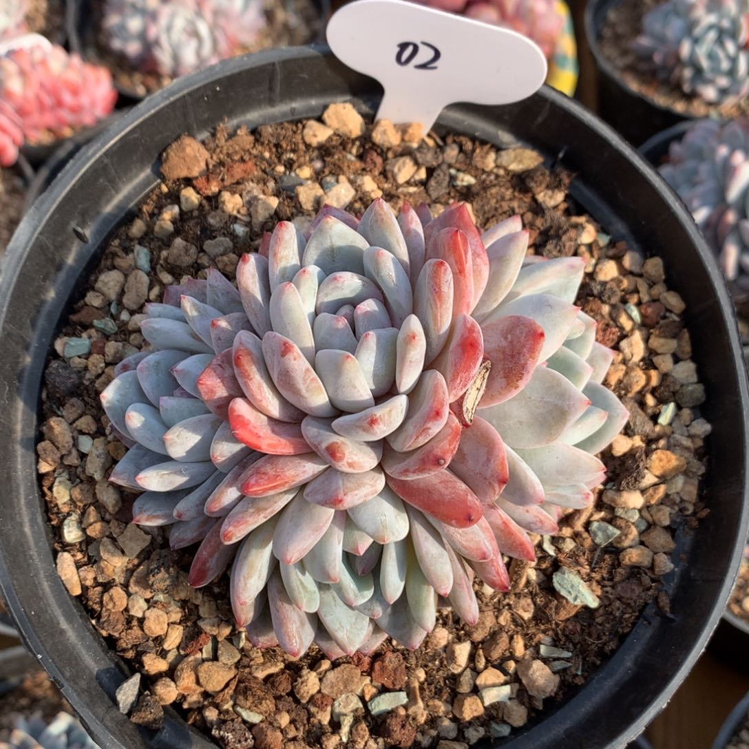 02号 橙梦露自然群老桩无砍 特价