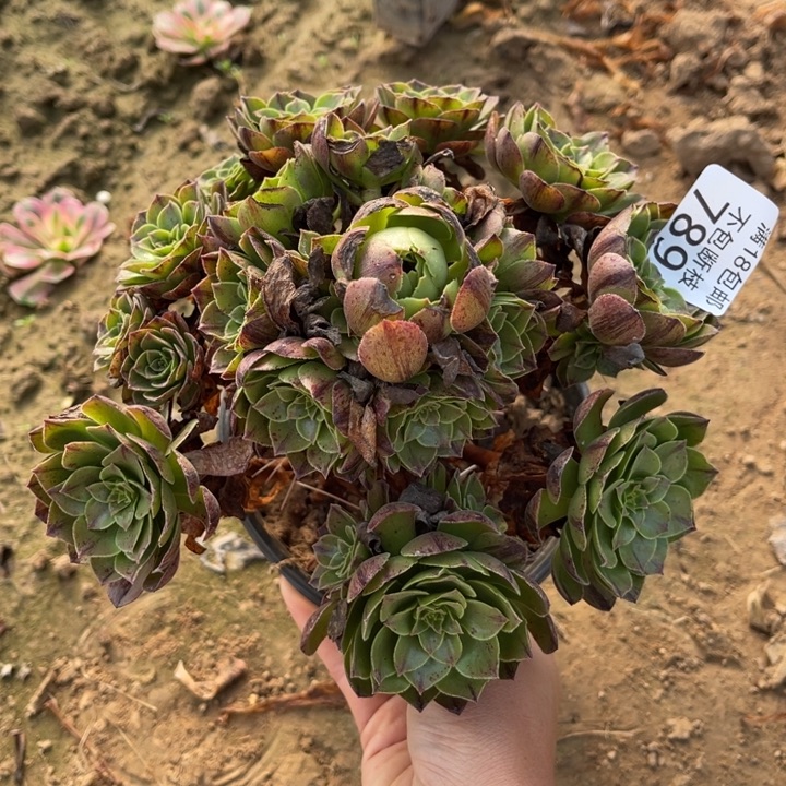 789万拉丝手捧3号