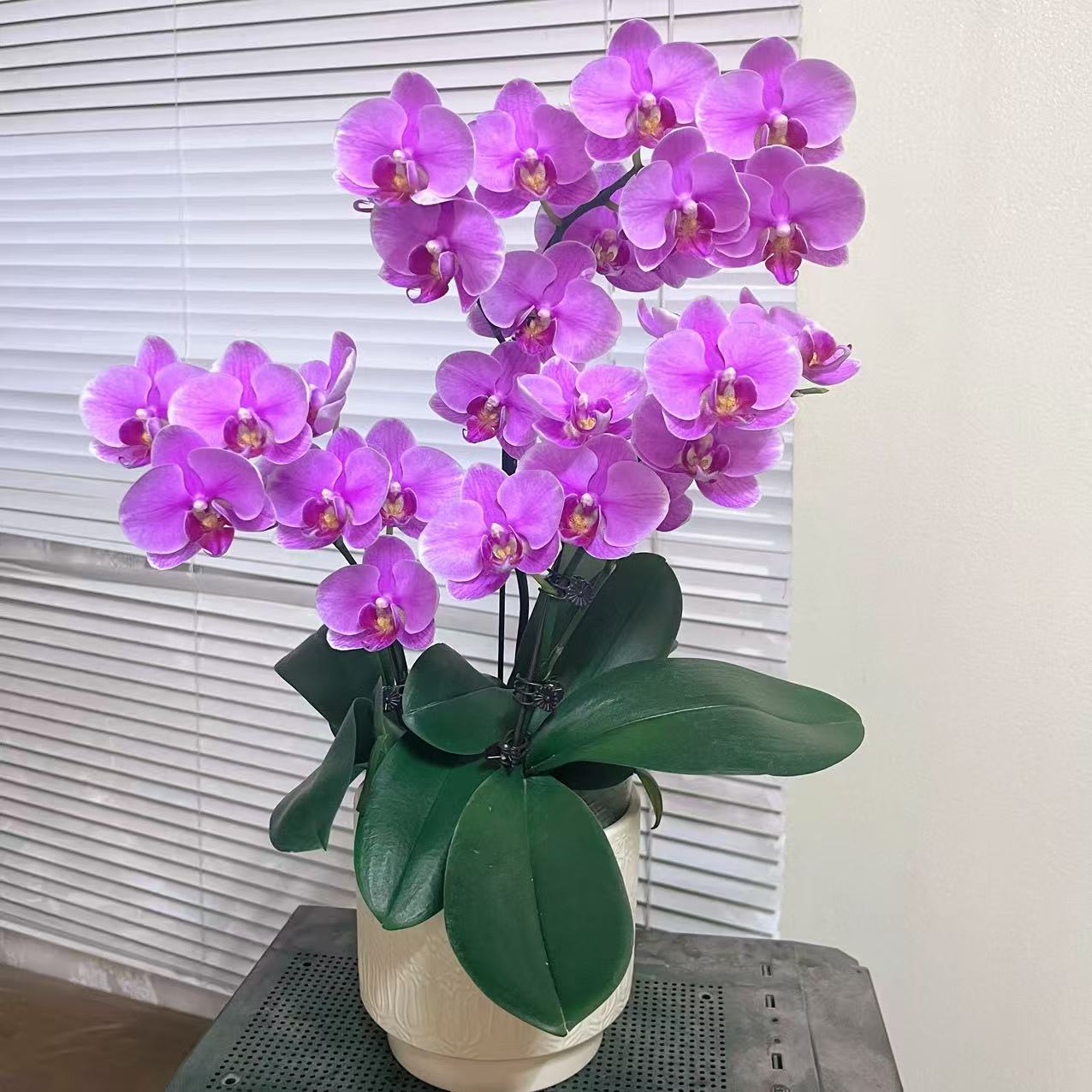 蝴蝶兰（路德曼） 花量多好养耐养带花 广州基地直发两苗3花剑