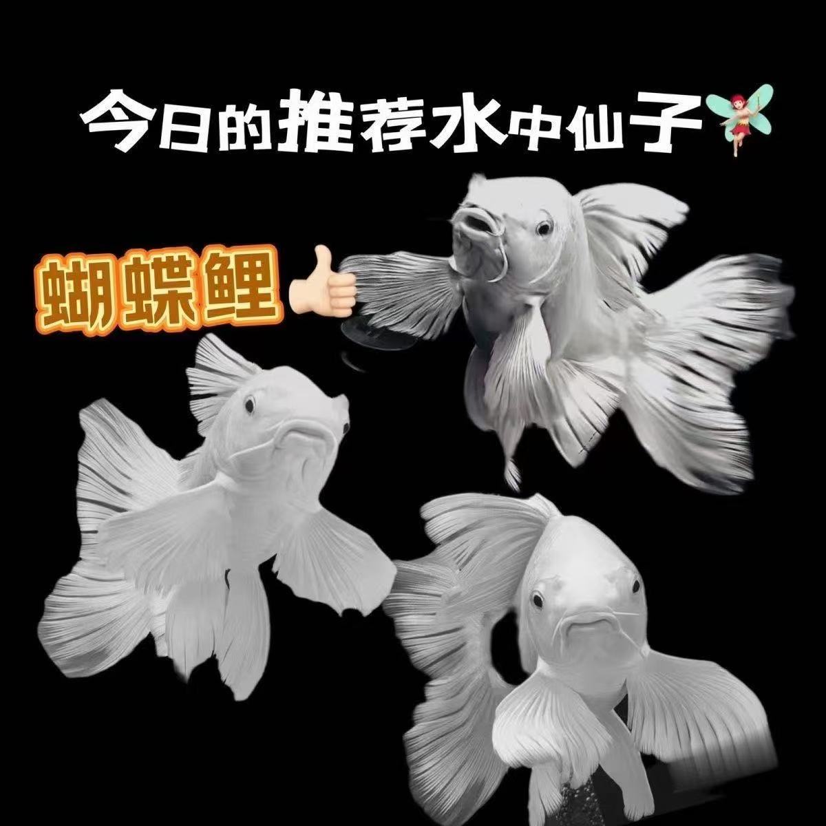 观赏鱼【蝴蝶鲤随便改一下链接0-25】渔场发货