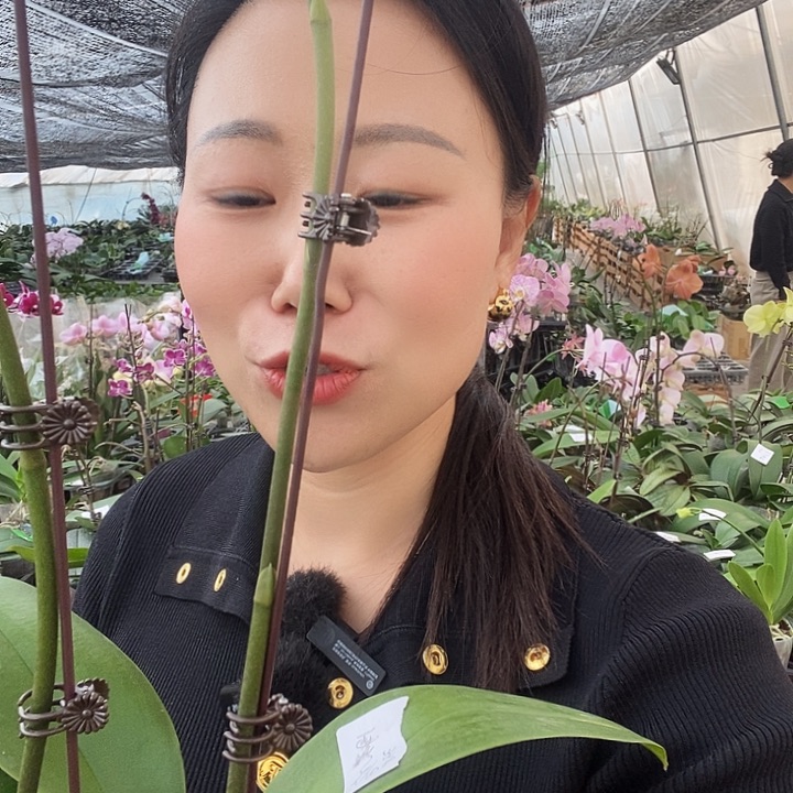 无花朵日光浴蝴蝶兰