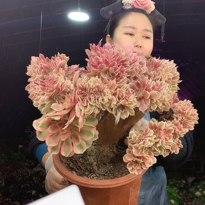 柒柒精品多肉脱土发货不包断侧枝S631