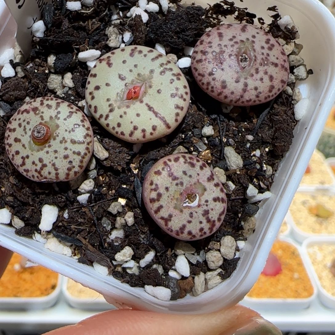 肉锥多肉植物百科-大白皮黑点安贞一盆1642