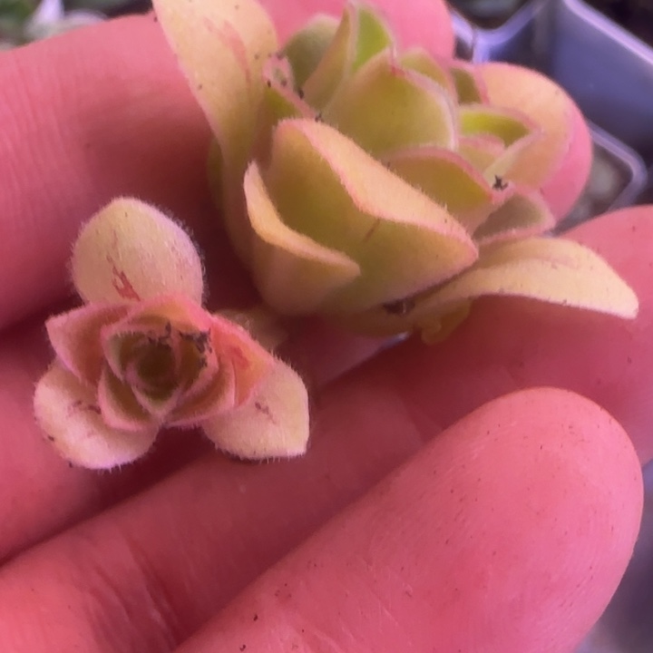 福利5853552222566666666669