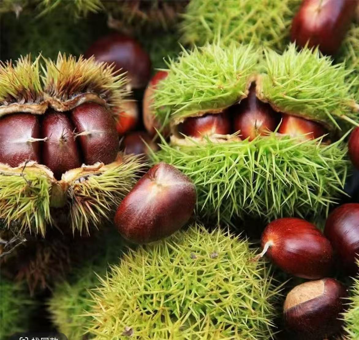 【老树板栗】2025大别山红壳新鲜板栗 信阳当季高山板栗 