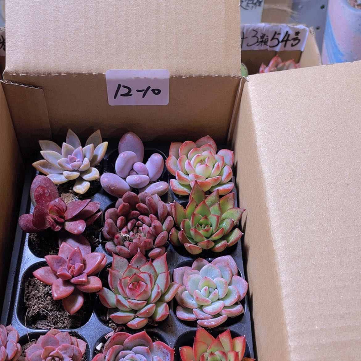 【闪购商品】12颗-10