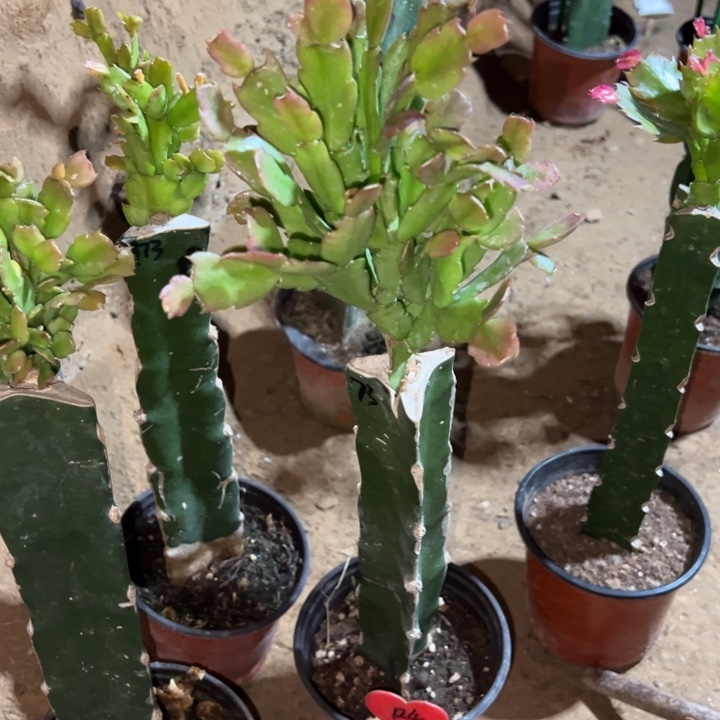 七***月当前无花栽培后可以开花073  124