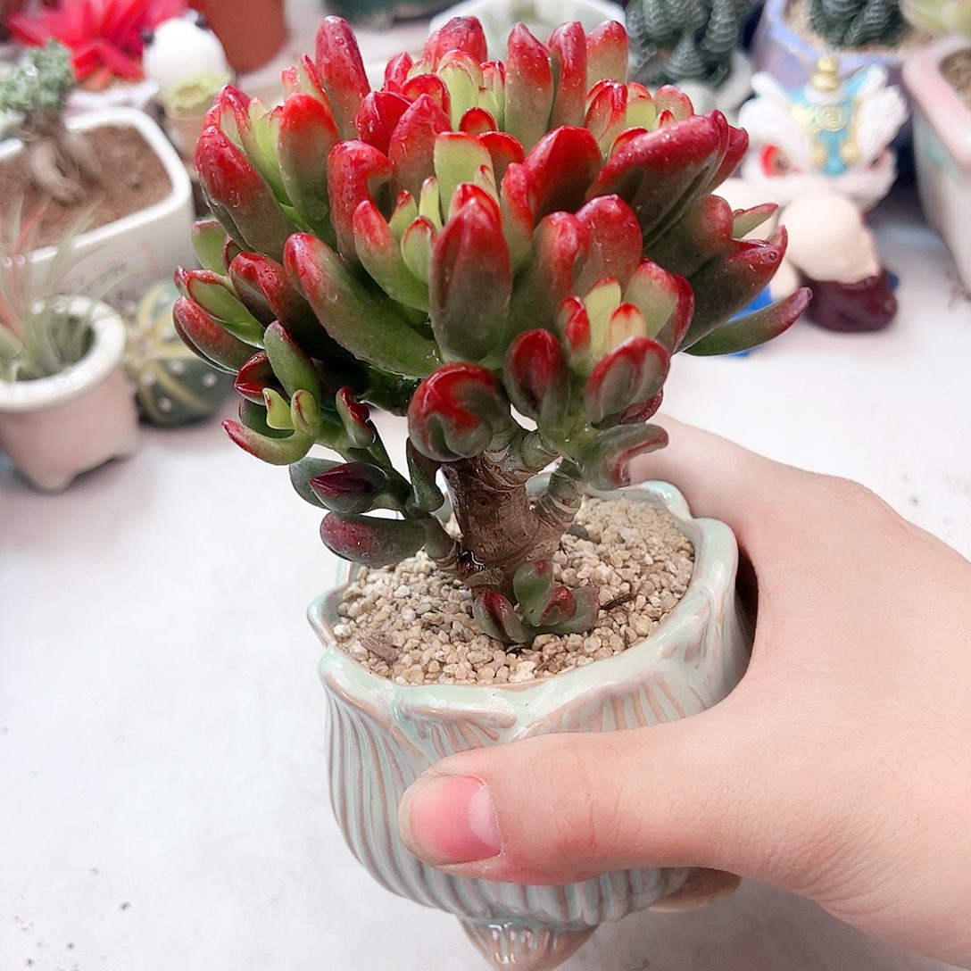 老壮招财猫多肉植物