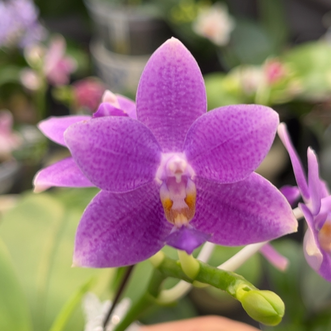 完全开放3.5寸柳林蓝星开花株