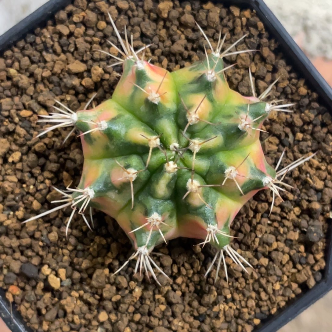 当前无花朵，栽培后可花朵臀锦虎斑锦