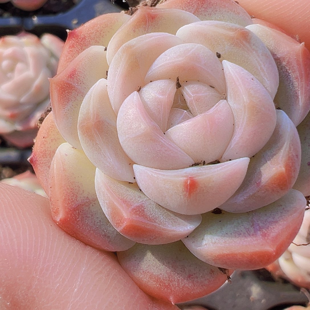 萌宝珍妮3颗19包邮多肉