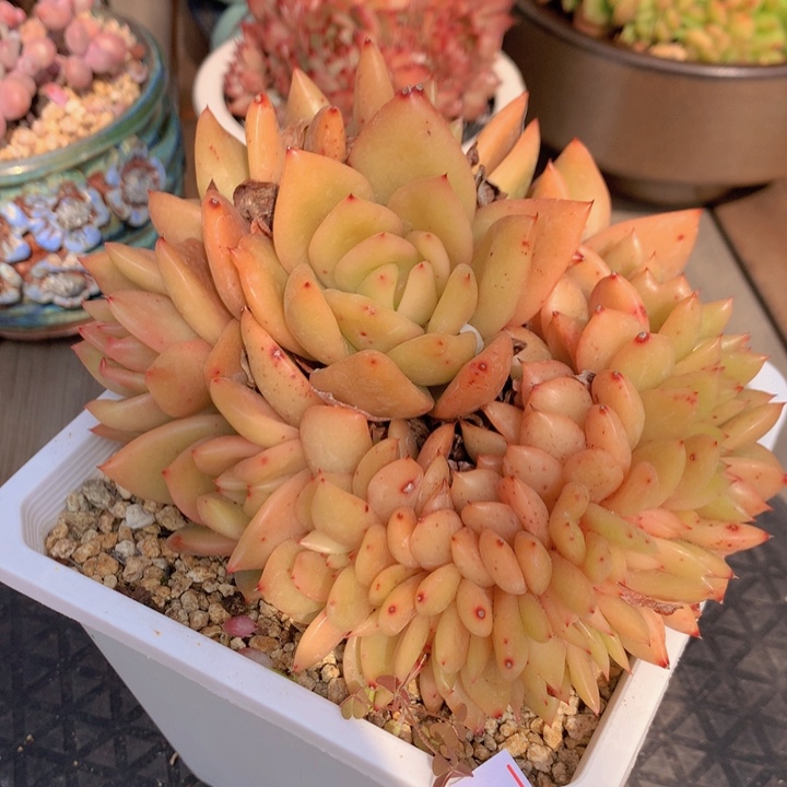 一物一拍脱土洛根发货23