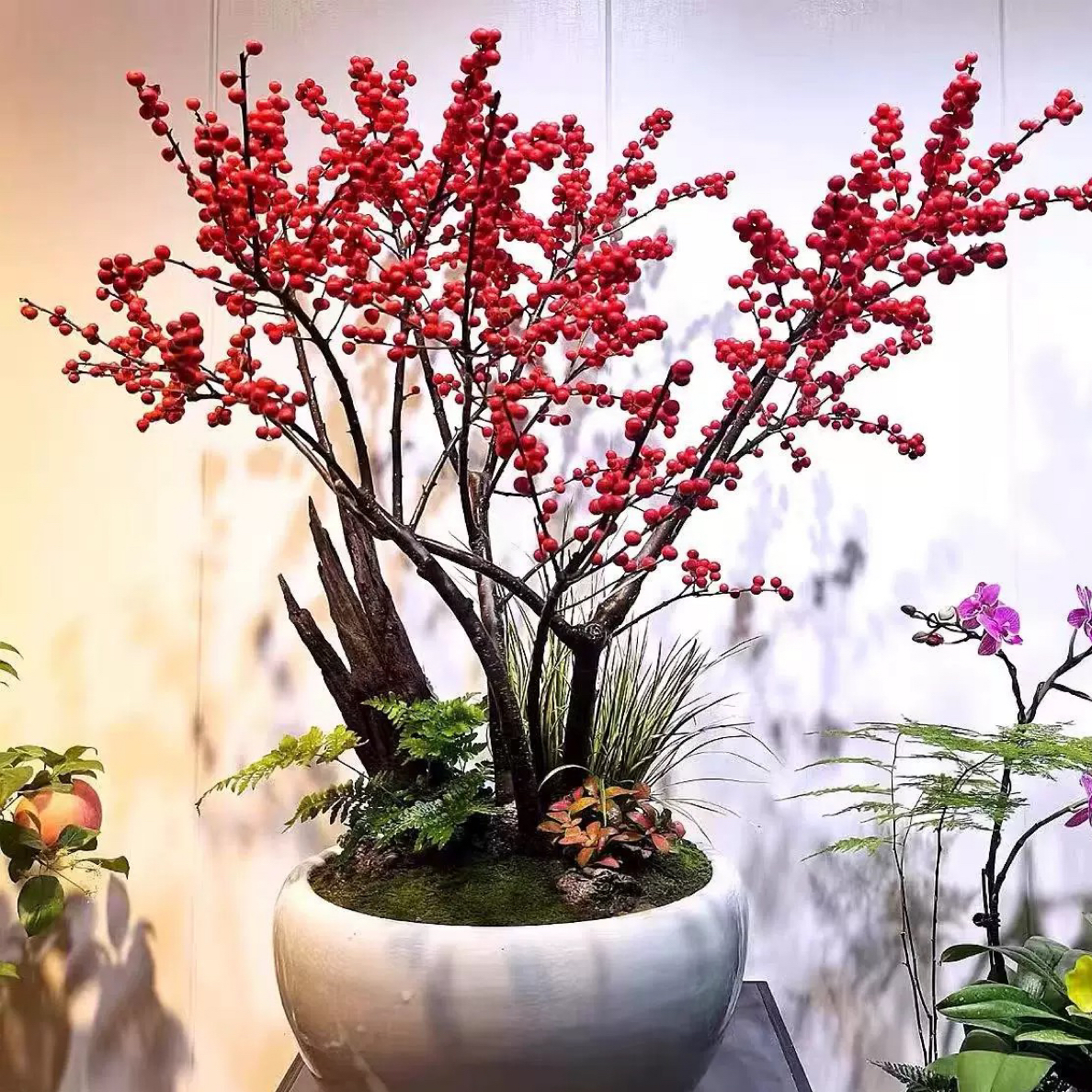 耐寒耐旱的北美冬青盆栽红果观赏花卉真花盆景
