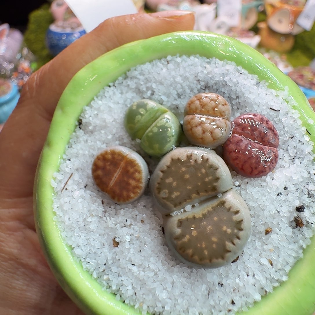 多肉植物福利冲898