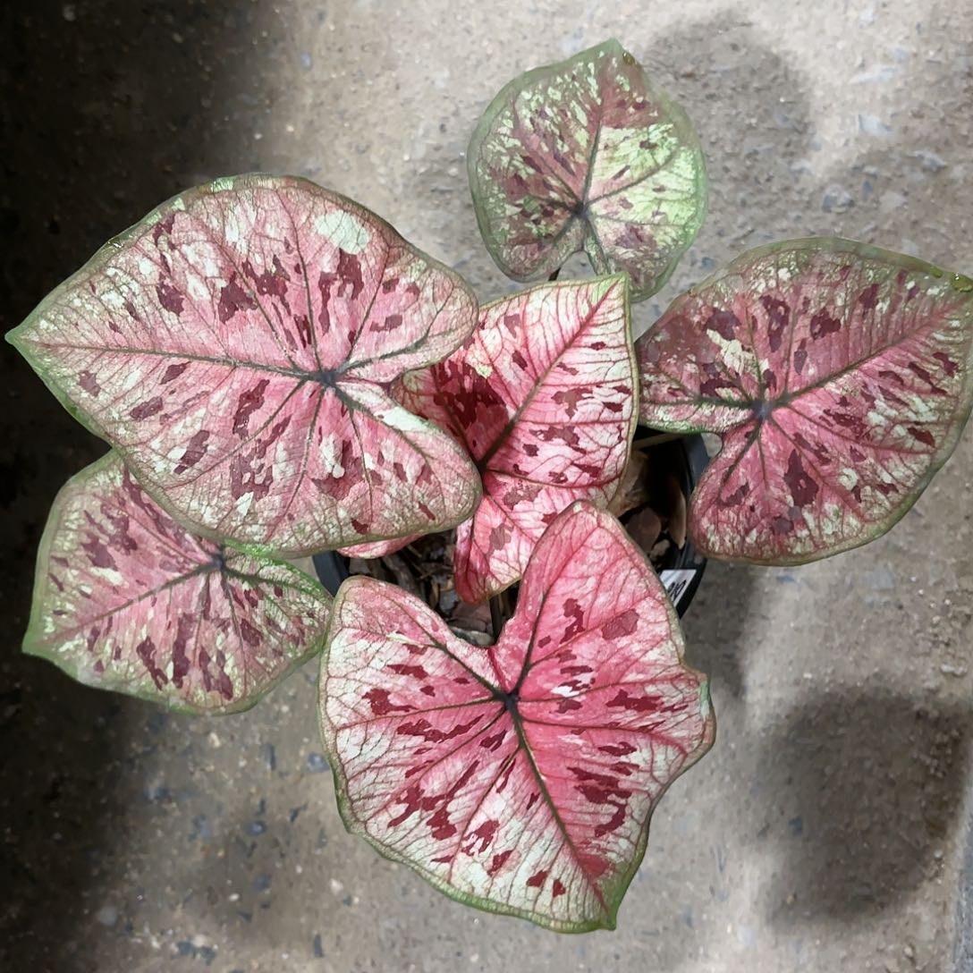 618-0122彩叶芋泰国发货